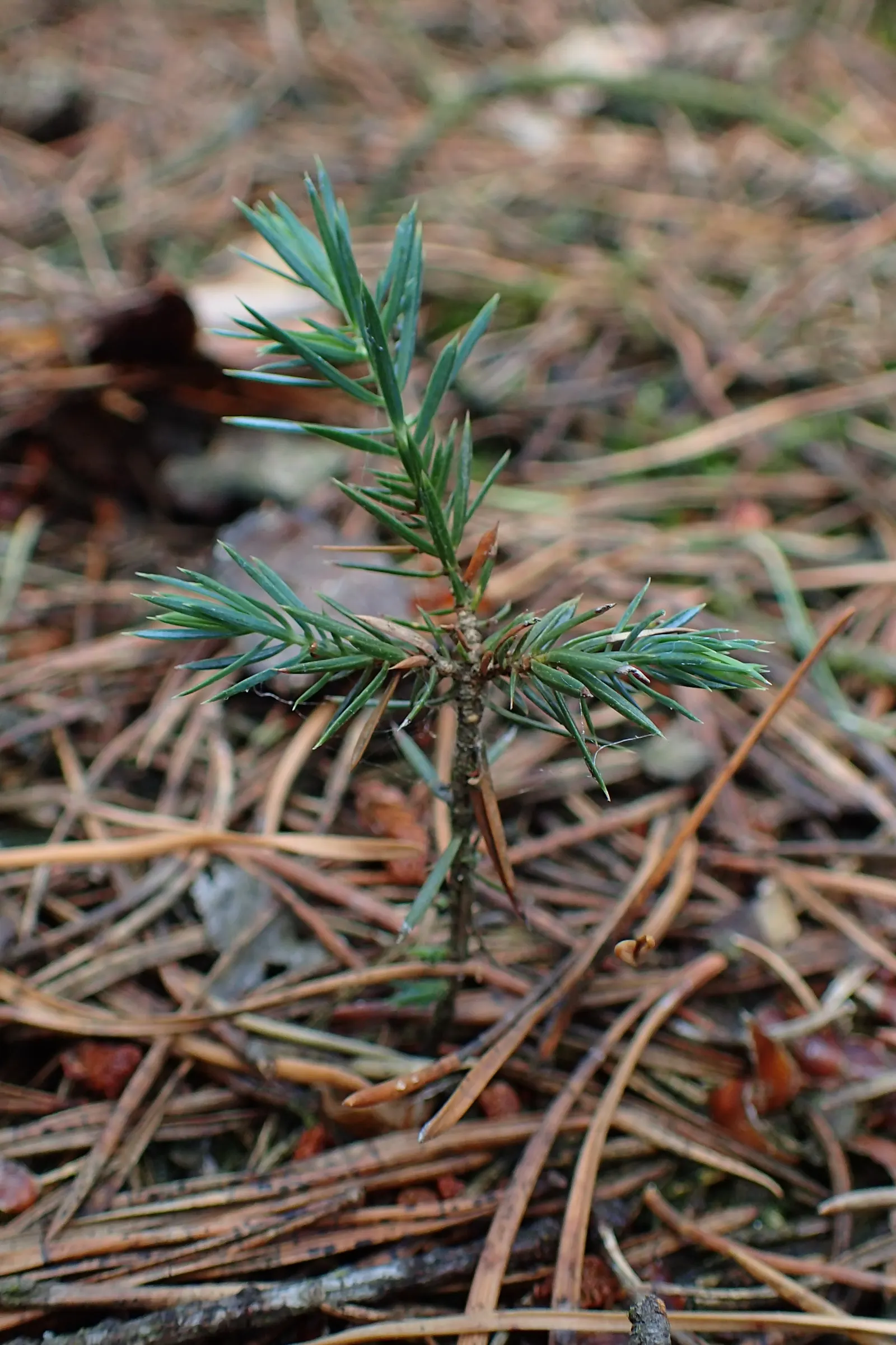 Common Juniper (Juniperus Communis) — Mature specimens reach up to 15 ft in height with a 10 ft spread, growing in a conical form