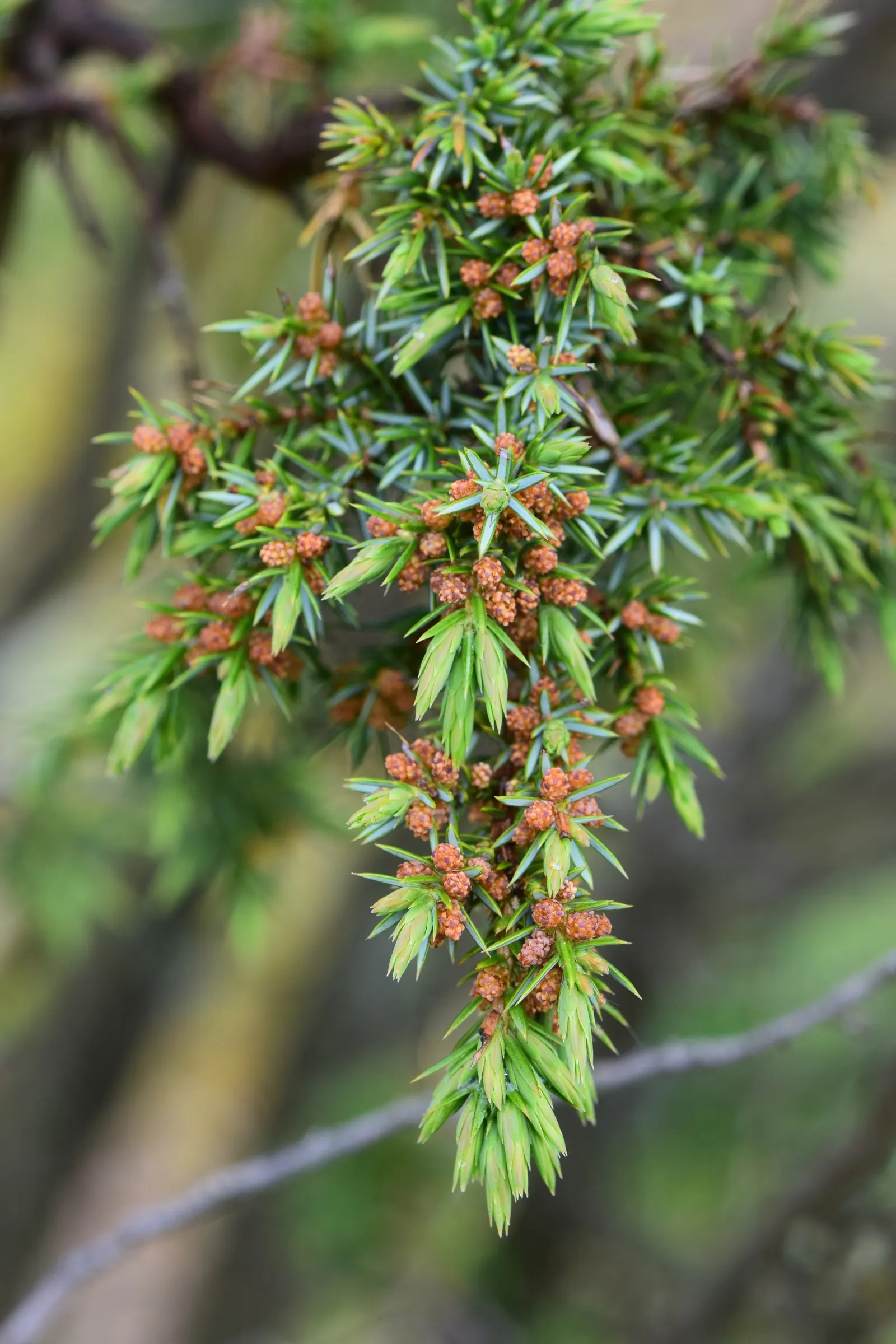 Common Juniper (Juniperus Communis) — while spreading 4 to 8 feet wide; which start out as a green color and mature to a deep