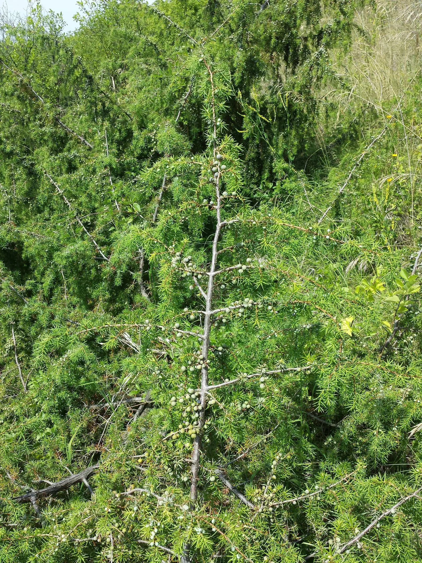 Common Juniper (Juniperus Communis) — prefers full sun to partial shade; this versatile species is characterized by its needle-like leaves, image 49