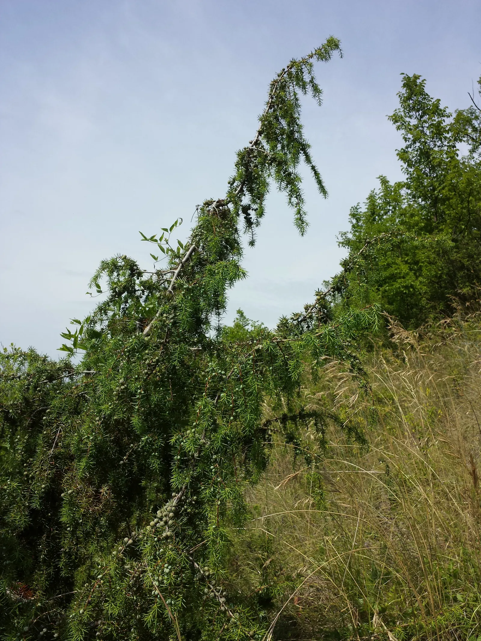 Common Juniper (Juniperus Communis) — it should be planted with ample space to accommodate its mature spread; ensuring proper airflow and preventing, image 63