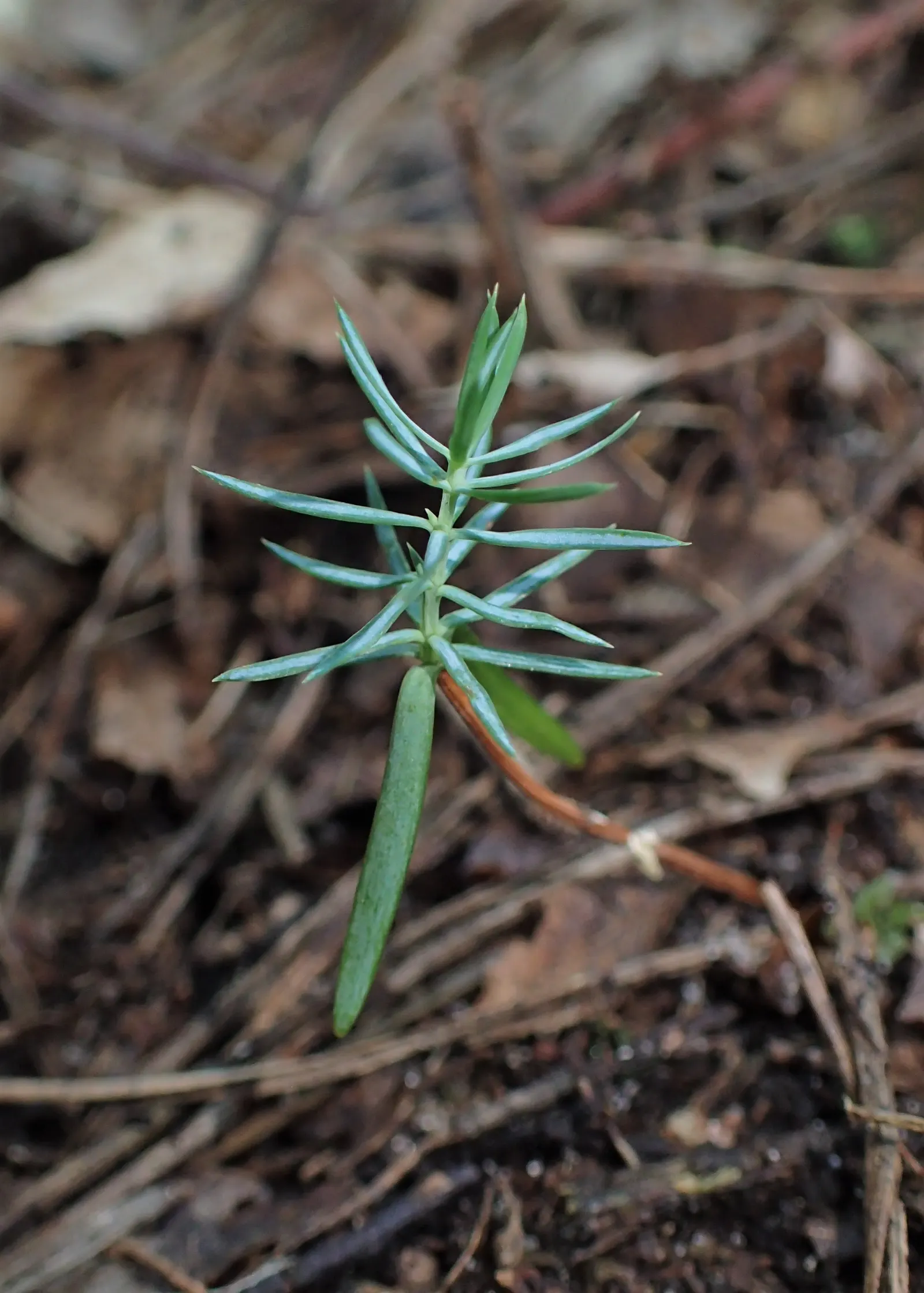 Common Juniper (Juniperus Communis) — it should be planted with ample space to accommodate its mature spread