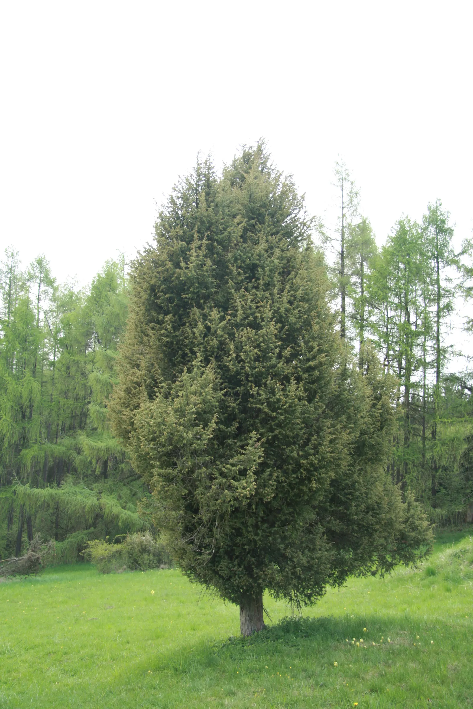 Common Juniper (Juniperus Communis) — Mature specimens reach up to 15 ft in height with a 10 ft spread, growing in a conical form; for an optimal development