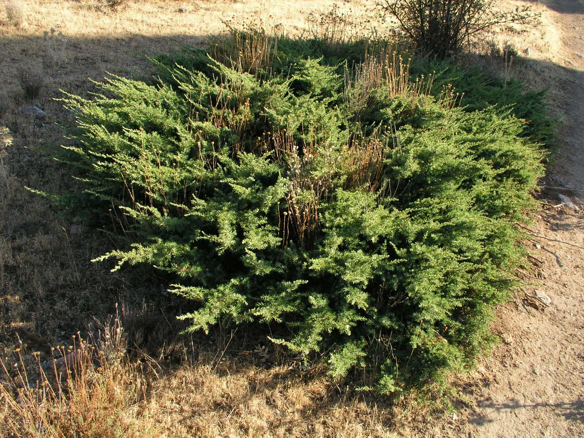 Common Juniper (Juniperus Communis) — Its adaptability allows it to prosper in full sun to partial shade environments; and is tolerant of various soil types