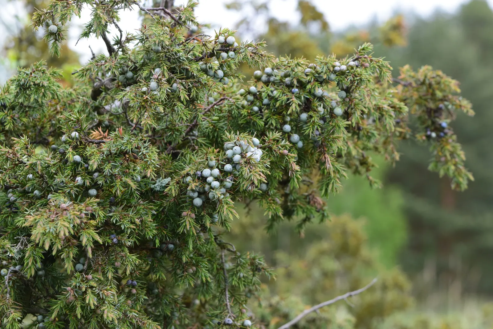 Common Juniper (Juniperus Communis) — conifer / shrub for full
