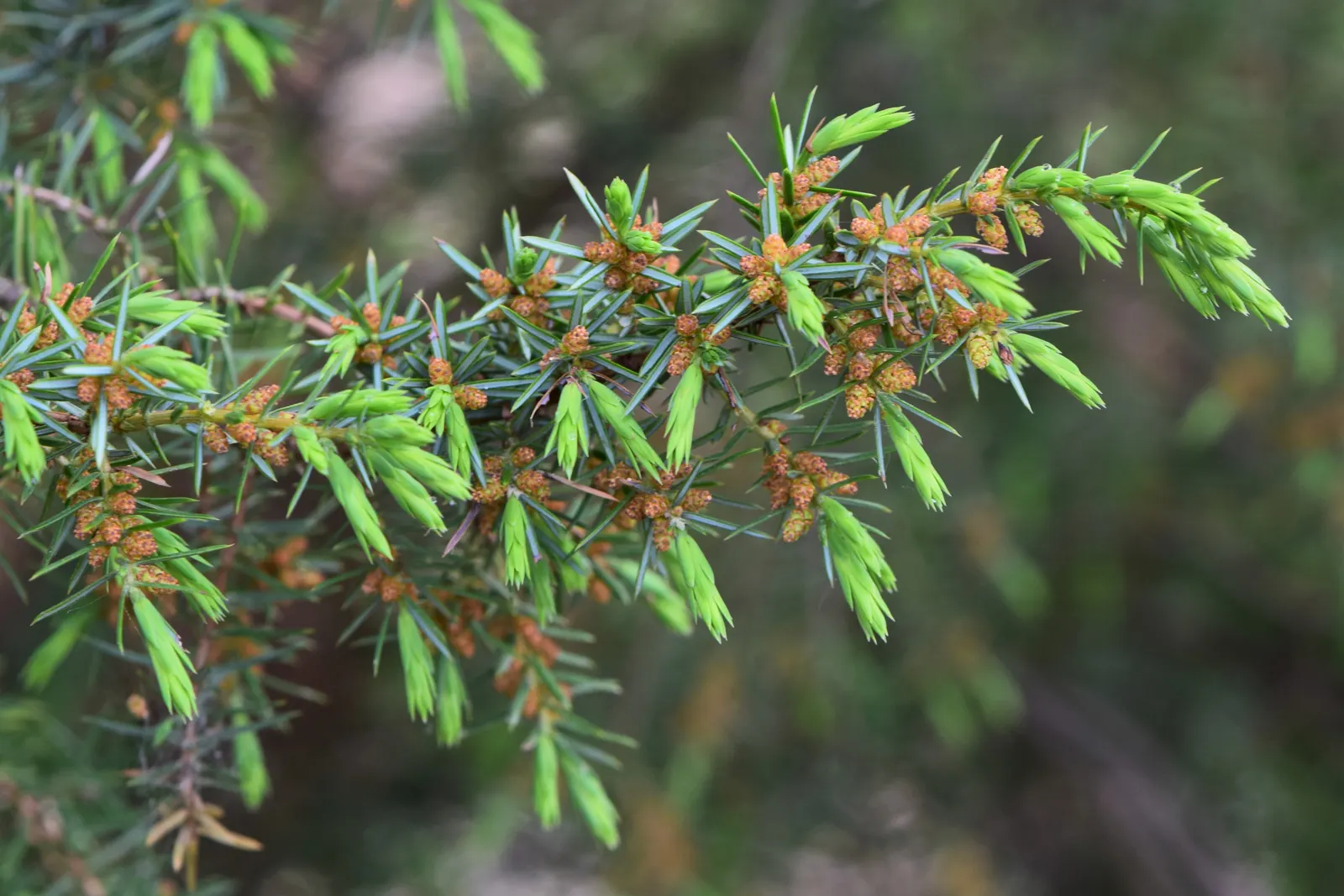Common Juniper (Juniperus Communis) — it should be planted with ample space to accommodate its mature spread; ensuring proper airflow and preventing