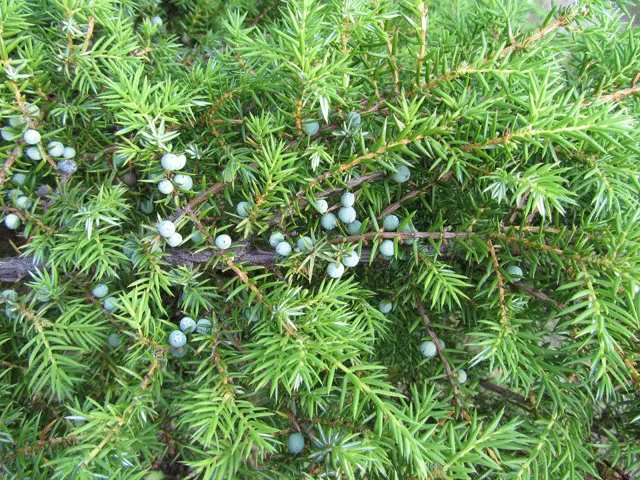 Common Juniper (Juniperus Communis) — while spreading 4 to 8 feet wide; which start out as a green color and mature to a deep, image 59