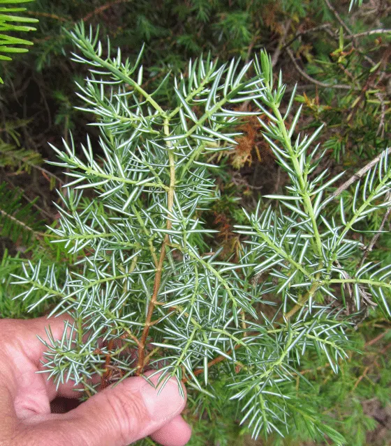 Common Juniper (Juniperus Communis) — ensuring proper airflow and preventing overcrowding; prefers full sun to partial shade, image 64