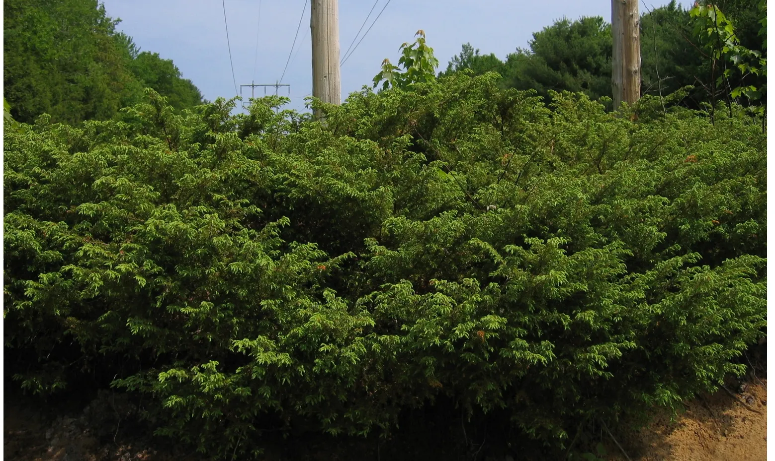 Common Juniper (Juniperus Communis) — With its hardy nature and year-round interest; a distinguishing feature of Juniperus communis is the presence of its