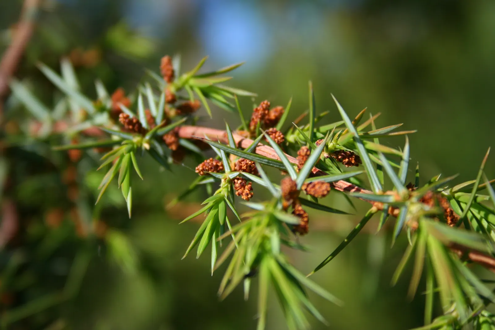 Common Juniper (Juniperus Communis) — ensuring proper airflow and preventing overcrowding