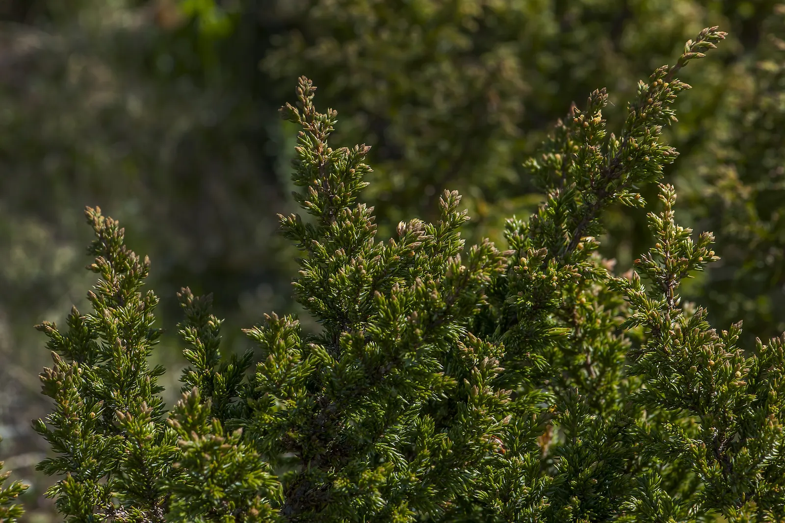 Common Juniper (Juniperus Communis) — is an evergreen conifer that adds both visual appeal and functionality to diverse landscape designs; this, image 53