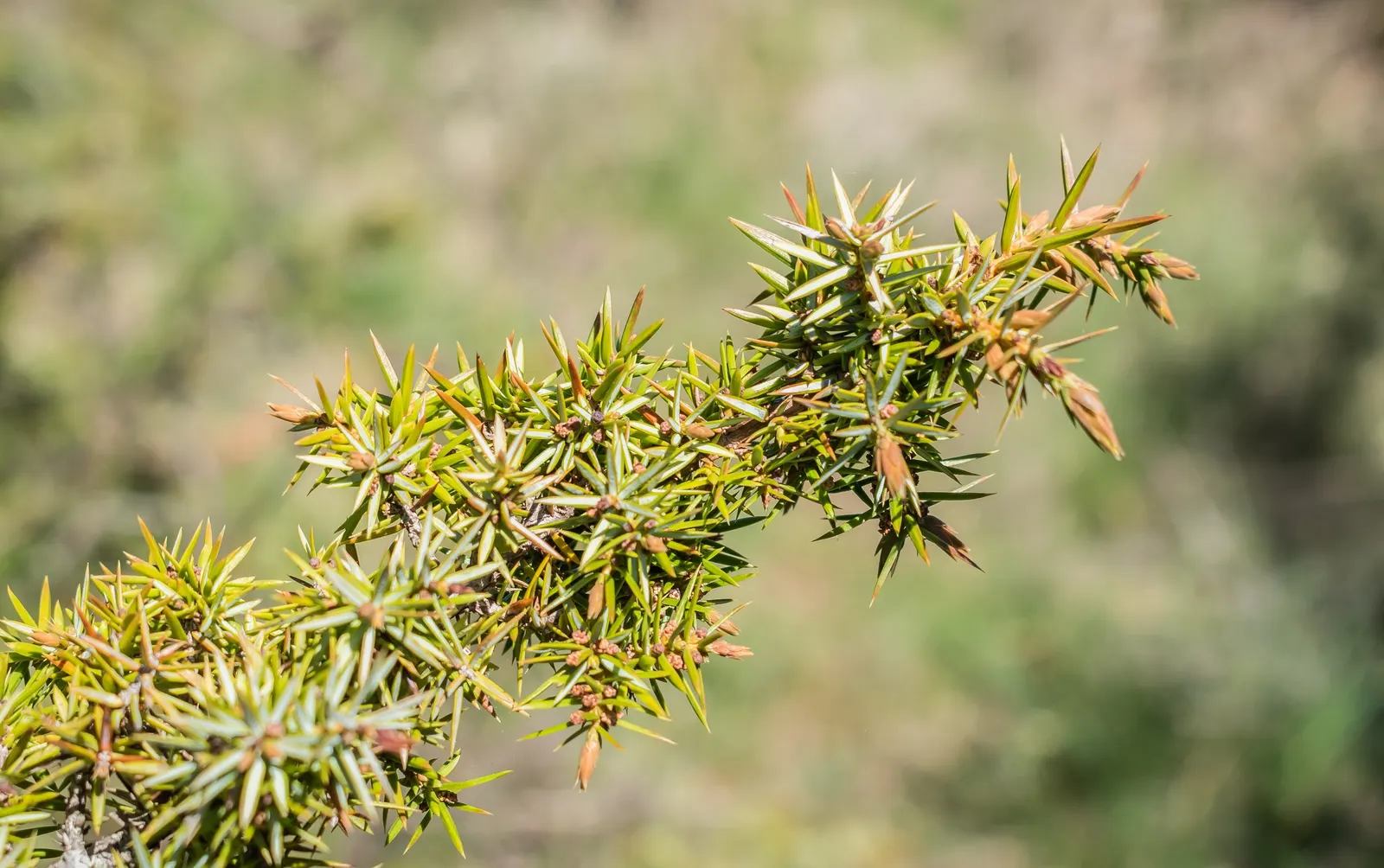 Common Juniper (Juniperus Communis) — needle-like foliage on stiff branches; dark green hue and can grow up to 0.4 inches long