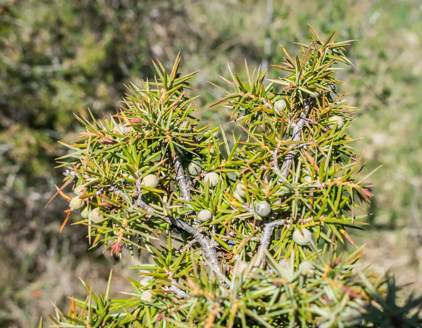 Common Juniper (Juniperus Communis) — With its hardy nature and year-round interest