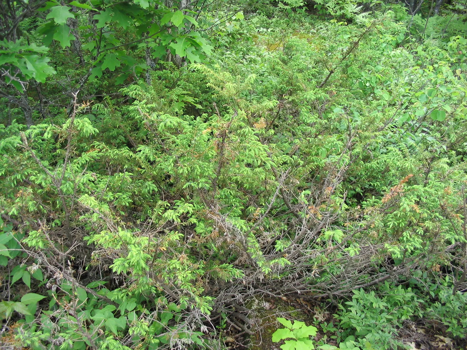 Common Juniper (Juniperus Communis) — prefers full sun to partial shade