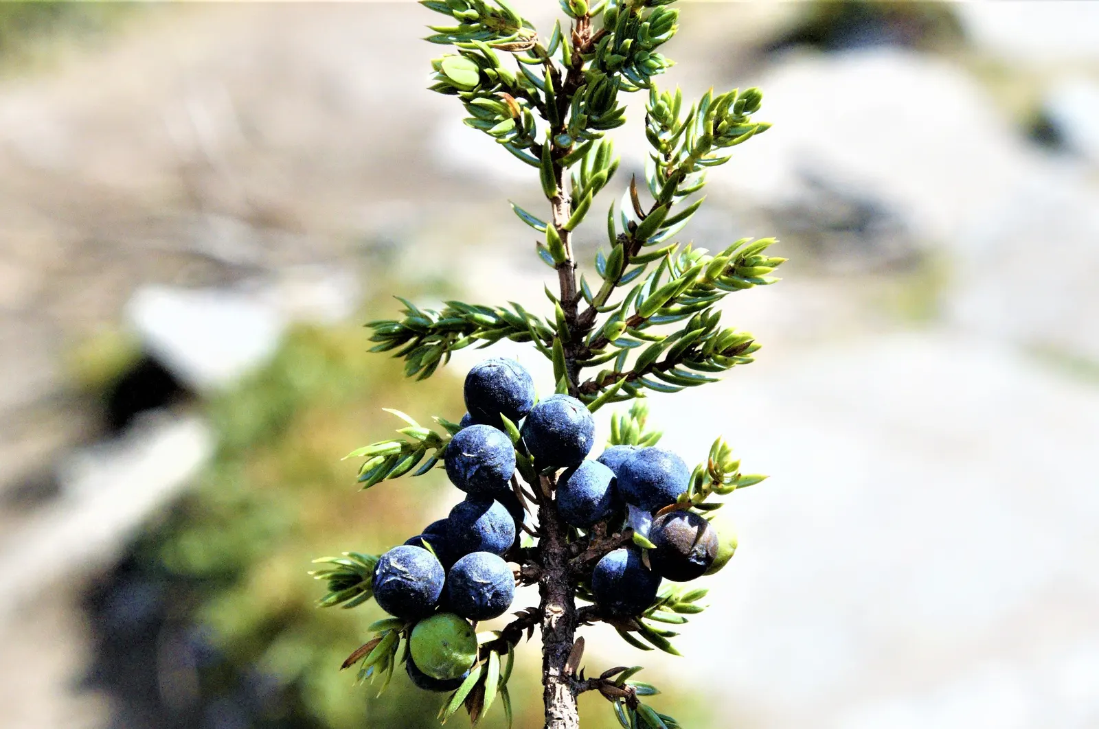 Common Juniper (Juniperus Communis) — prefers full sun to partial shade; this versatile species is characterized by its needle-like leaves