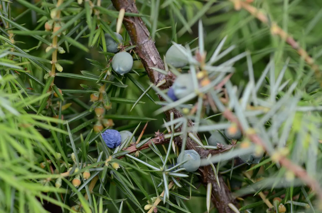 Common Juniper (Juniperus Communis) — For an optimal development; often referred to as juniper berries, image 62