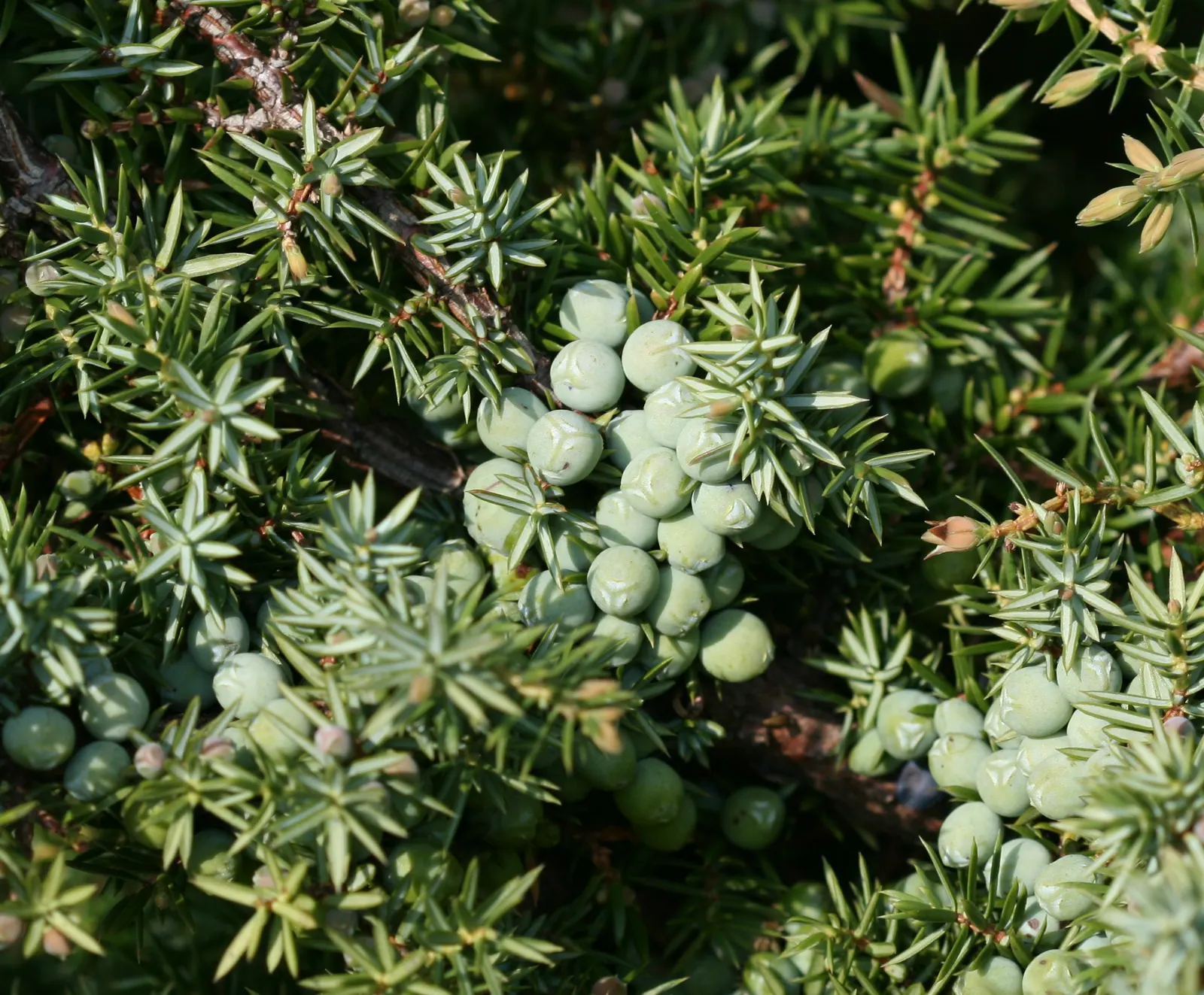 Common Juniper (Juniperus Communis) — often referred to as juniper berries