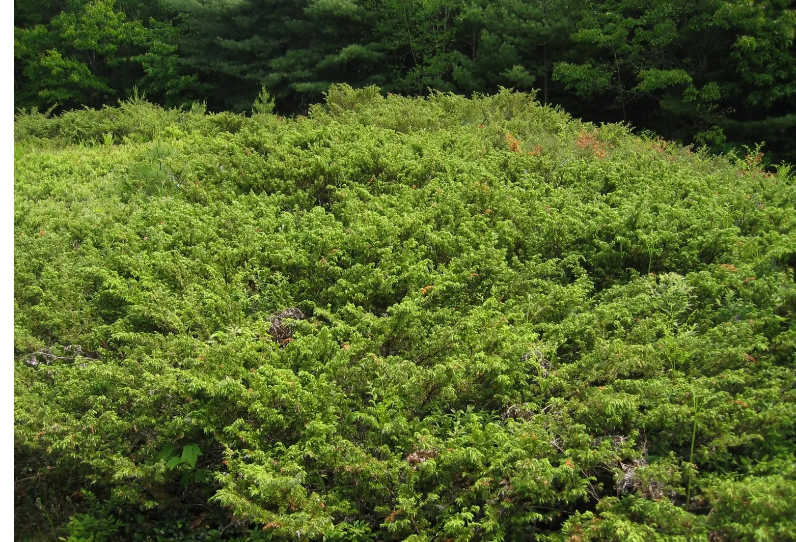 Common Juniper (Juniperus Communis) — is a coniferous evergreen exhibiting dense; it thrives in USDA zones 2-6