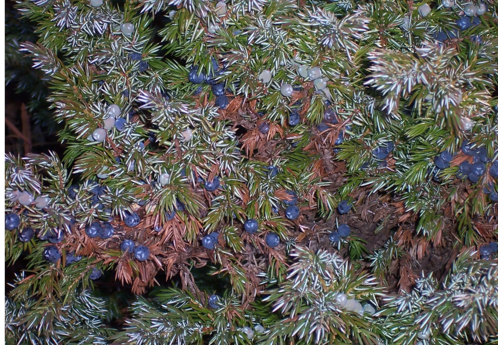 Common Juniper (Juniperus Communis) — This resilient plant thrives in USDA Hardiness Zones 2 through 6, preferring well-drained soils; with its hardy nature