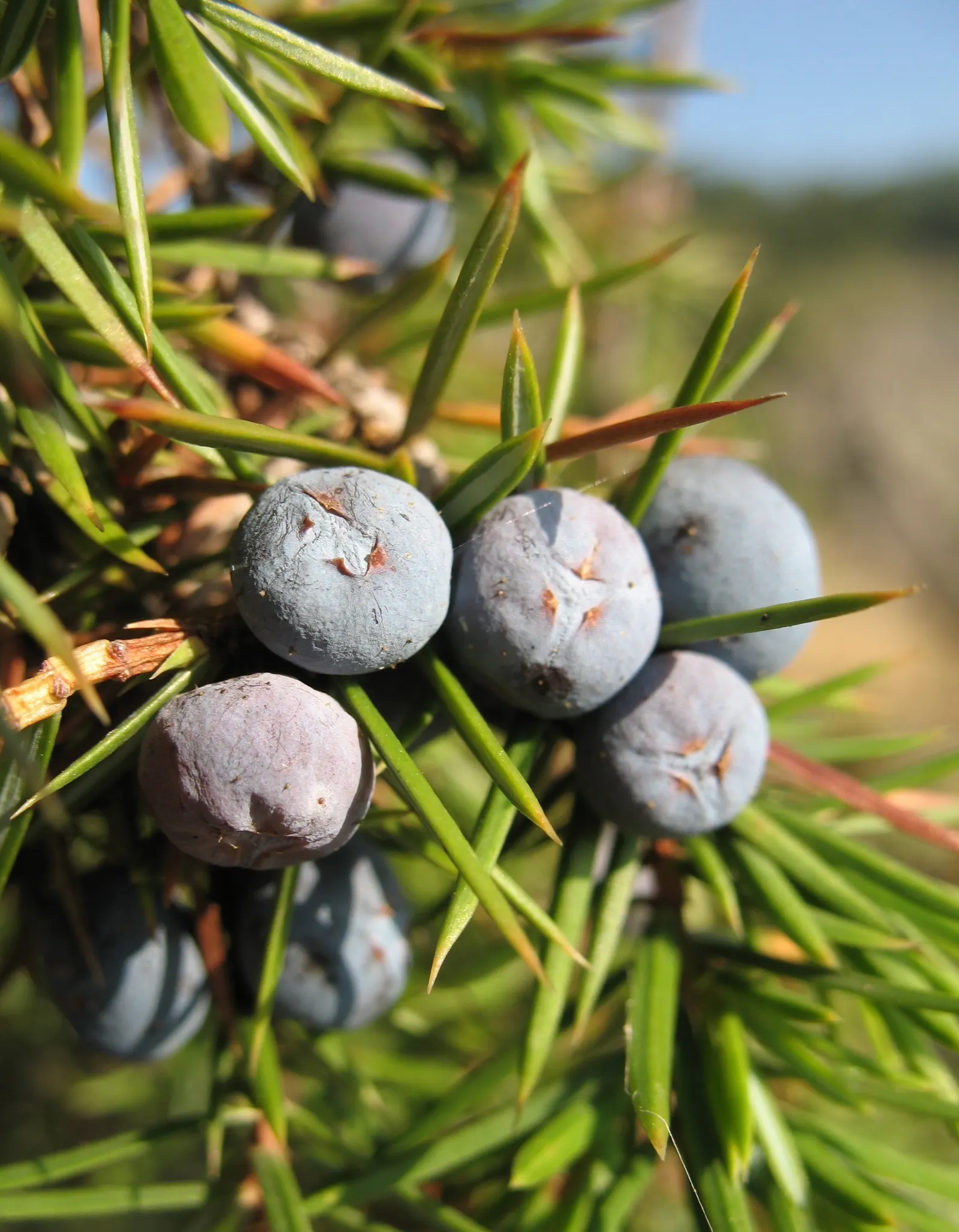 Common Juniper (Juniperus Communis) — which start out as a green color and mature to a deep
