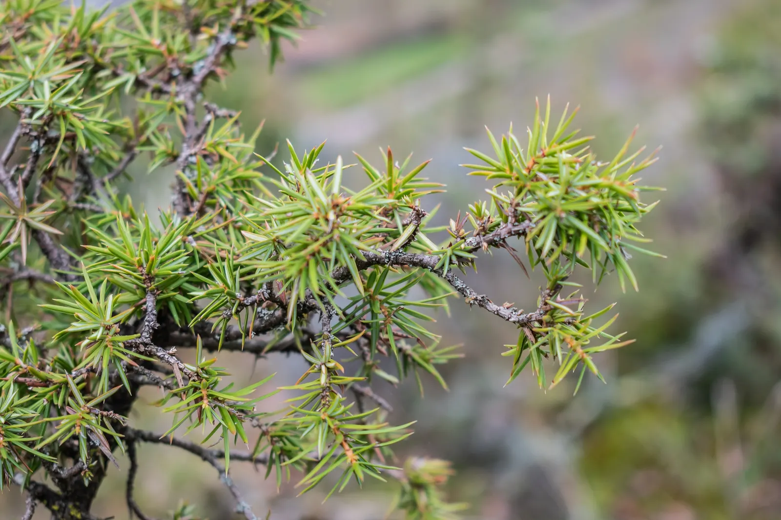 Common Juniper (Juniperus Communis) — ensuring proper airflow and preventing overcrowding; prefers full sun to partial shade