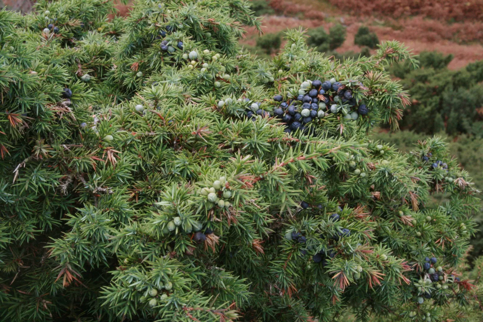 Common Juniper (Juniperus Communis) — Its adaptability allows it to prosper in full sun to partial shade environments