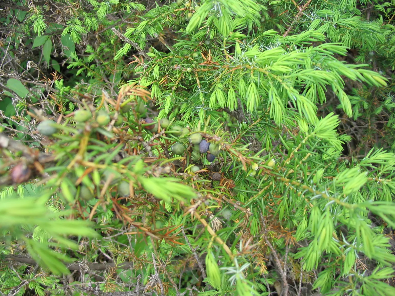 Common Juniper (Juniperus Communis) — often referred to as juniper berries; conifer / shrub for full, image 57