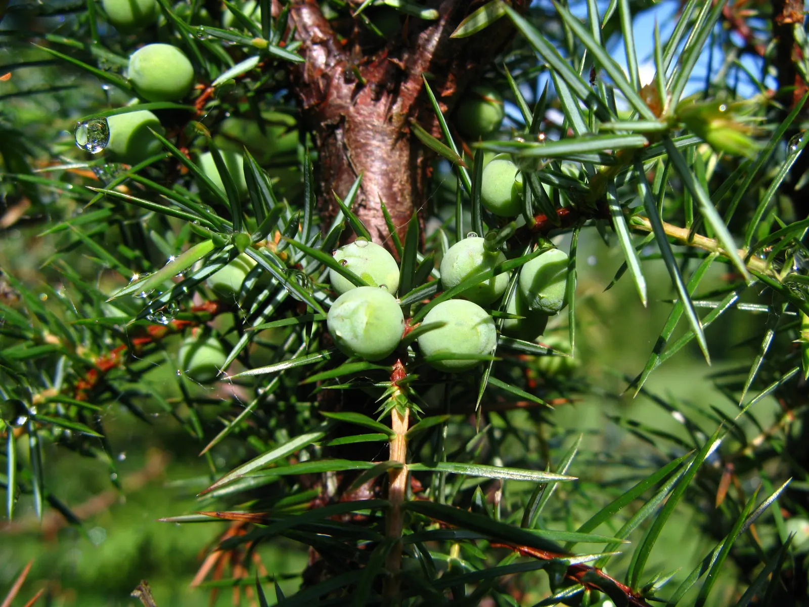Common Juniper (Juniperus Communis) — and is tolerant of various soil types; its adaptability allows it to prosper in full sun to partial shade environments