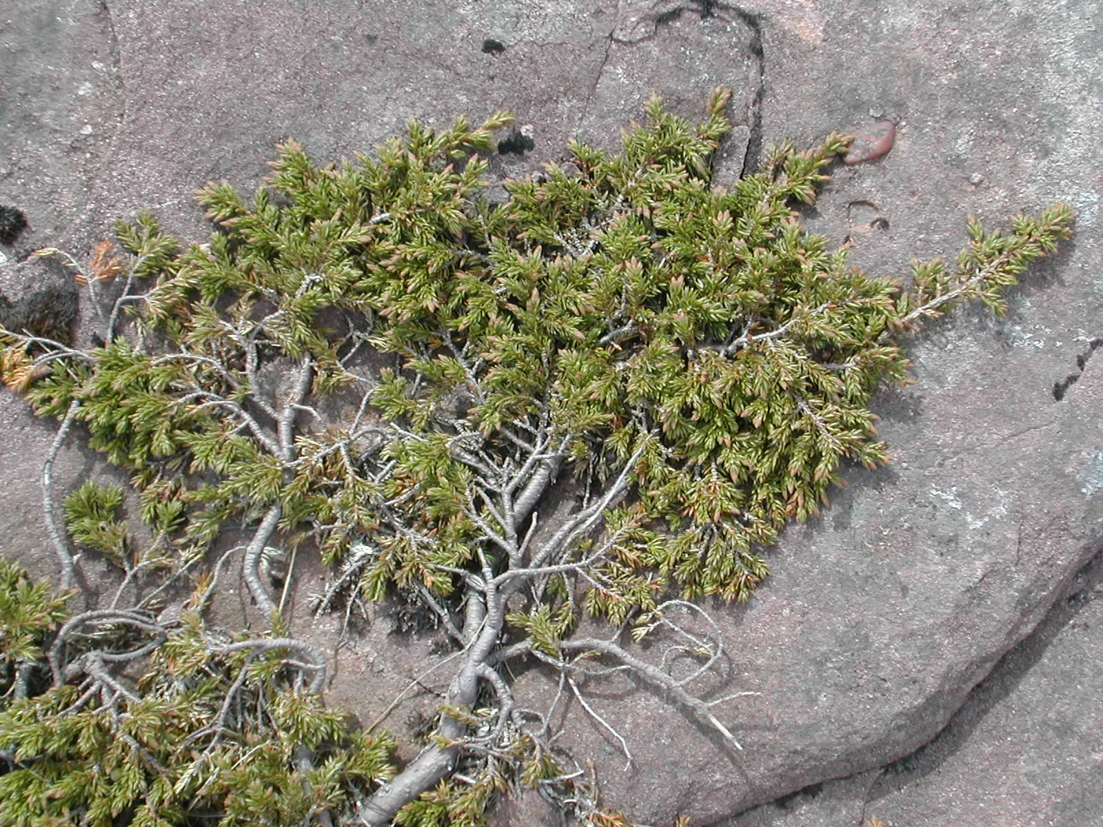 Common Juniper (Juniperus Communis) — It thrives in USDA zones 2-6