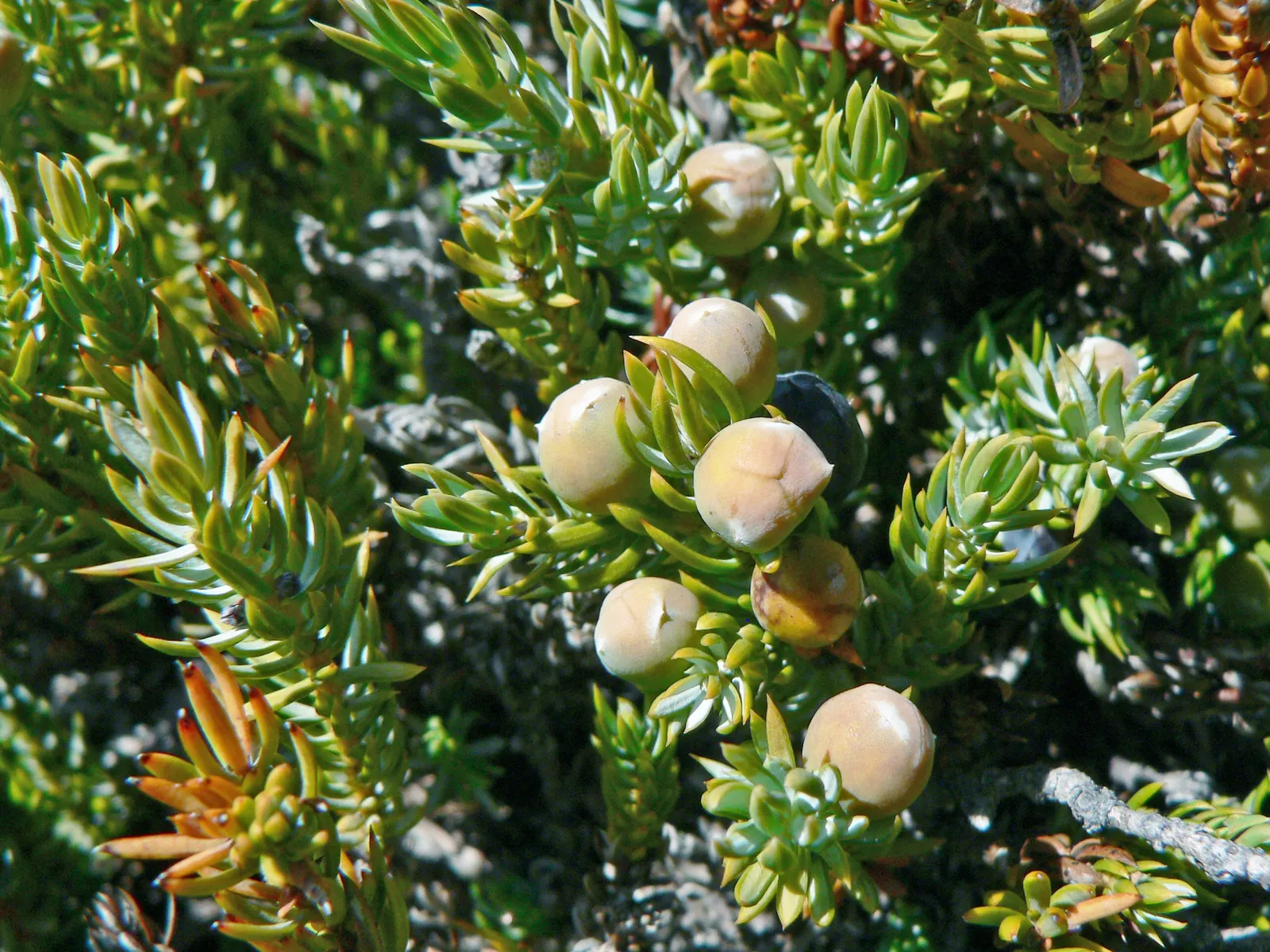 Common Juniper (Juniperus Communis) — and is tolerant of various soil types
