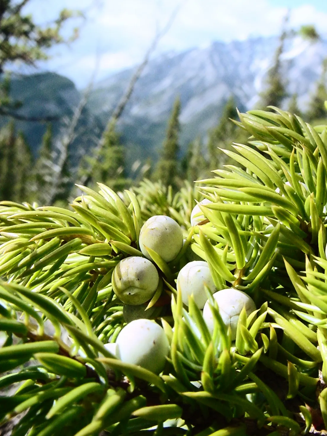 Common Juniper (Juniperus Communis) — scientifically known as Juniperus communis; is an evergreen conifer that adds both visual appeal and functionality to