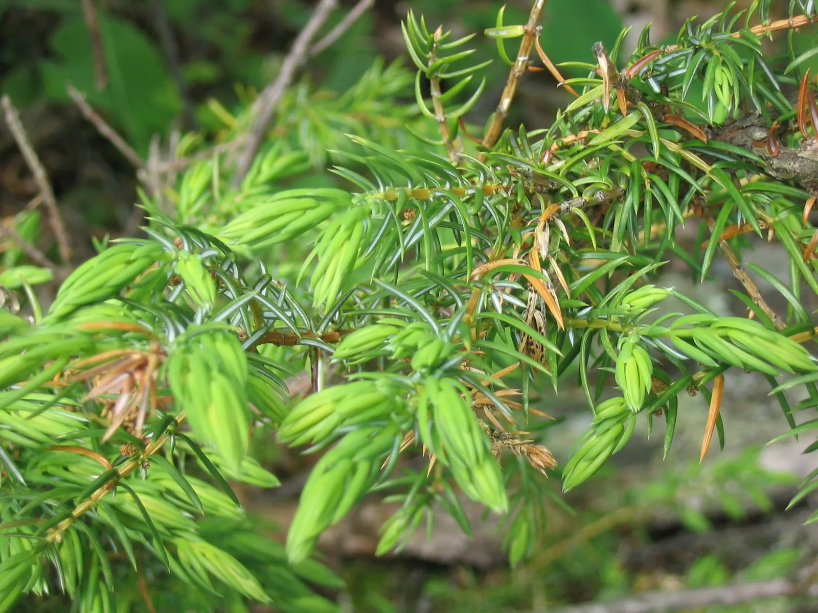Common Juniper (Juniperus Communis) — This resilient plant thrives in USDA Hardiness Zones 2 through 6, preferring well-drained soils; with its, image 60