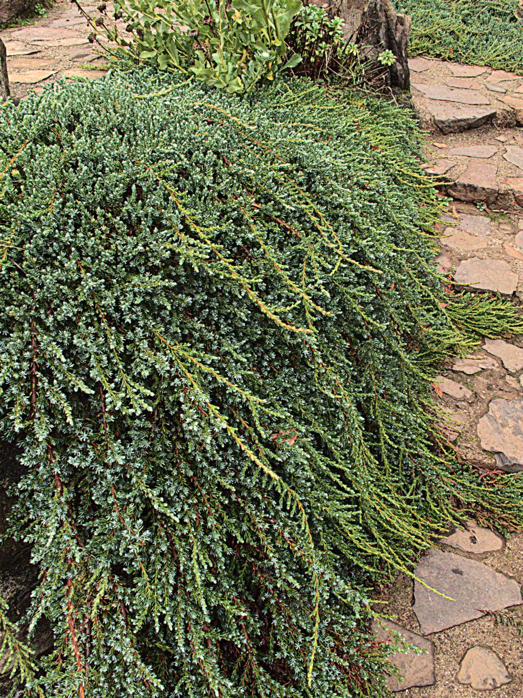 Common Juniper (Juniperus Communis) — This resilient plant thrives in USDA Hardiness Zones 2 through 6, preferring well-drained soils