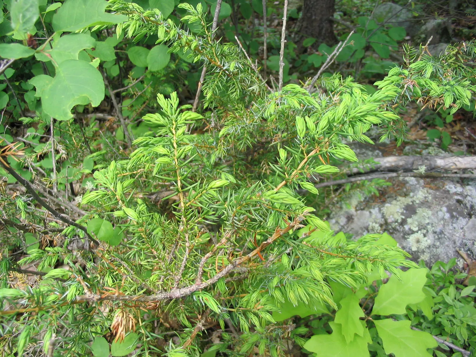 Common Juniper (Juniperus Communis) — Mature specimens reach up to 15 ft in height with a 10 ft spread, growing in a conical form; for an optimal, image 47