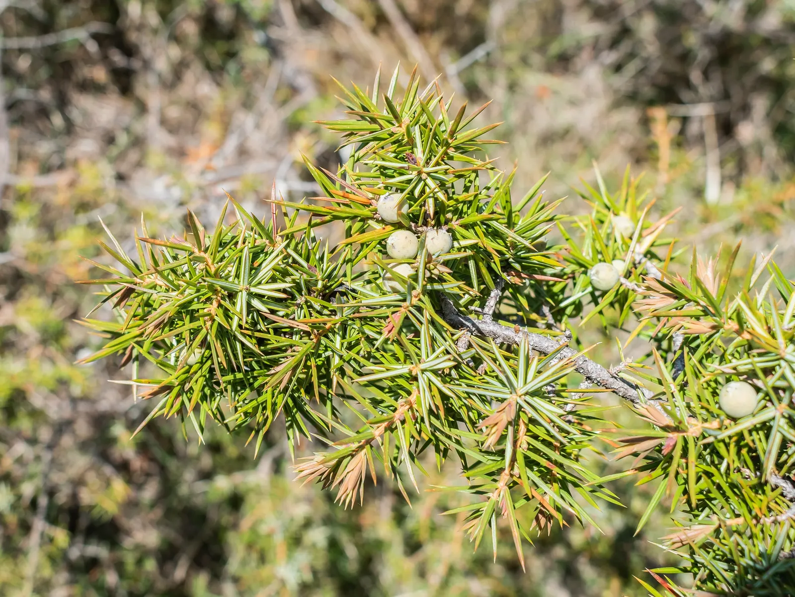 Common Juniper (Juniperus Communis) — A distinguishing feature of Juniperus communis is the presence of its berry-like cones