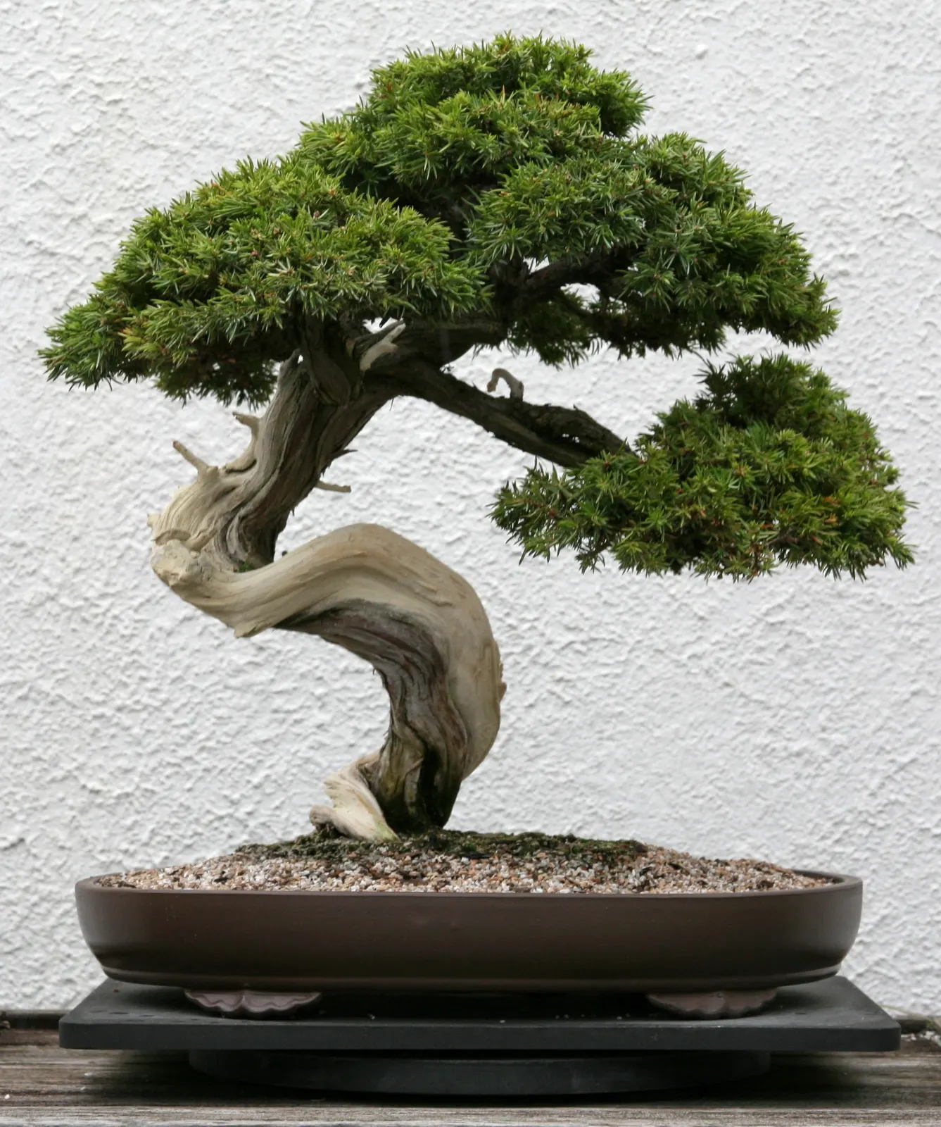 Common Juniper (Juniperus Communis) — scientifically known as Juniperus communis