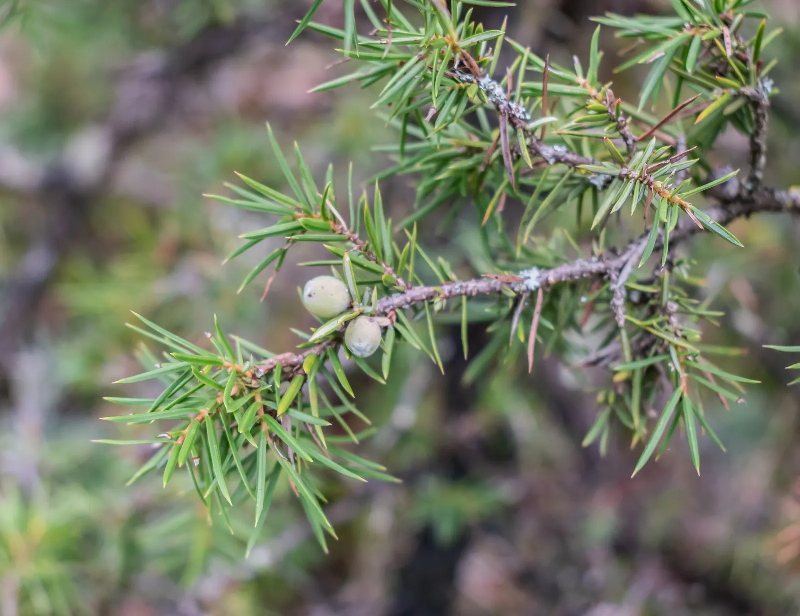 Common Juniper (Juniperus Communis) — It thrives in USDA zones 2-6; mature specimens reach up to 15 ft in height with a 10 ft spread, growing in a, image 48