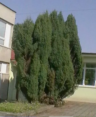 Common Juniper (Juniperus Communis) — With its hardy nature and year-round interest; a distinguishing feature of Juniperus communis is the presence, image 65