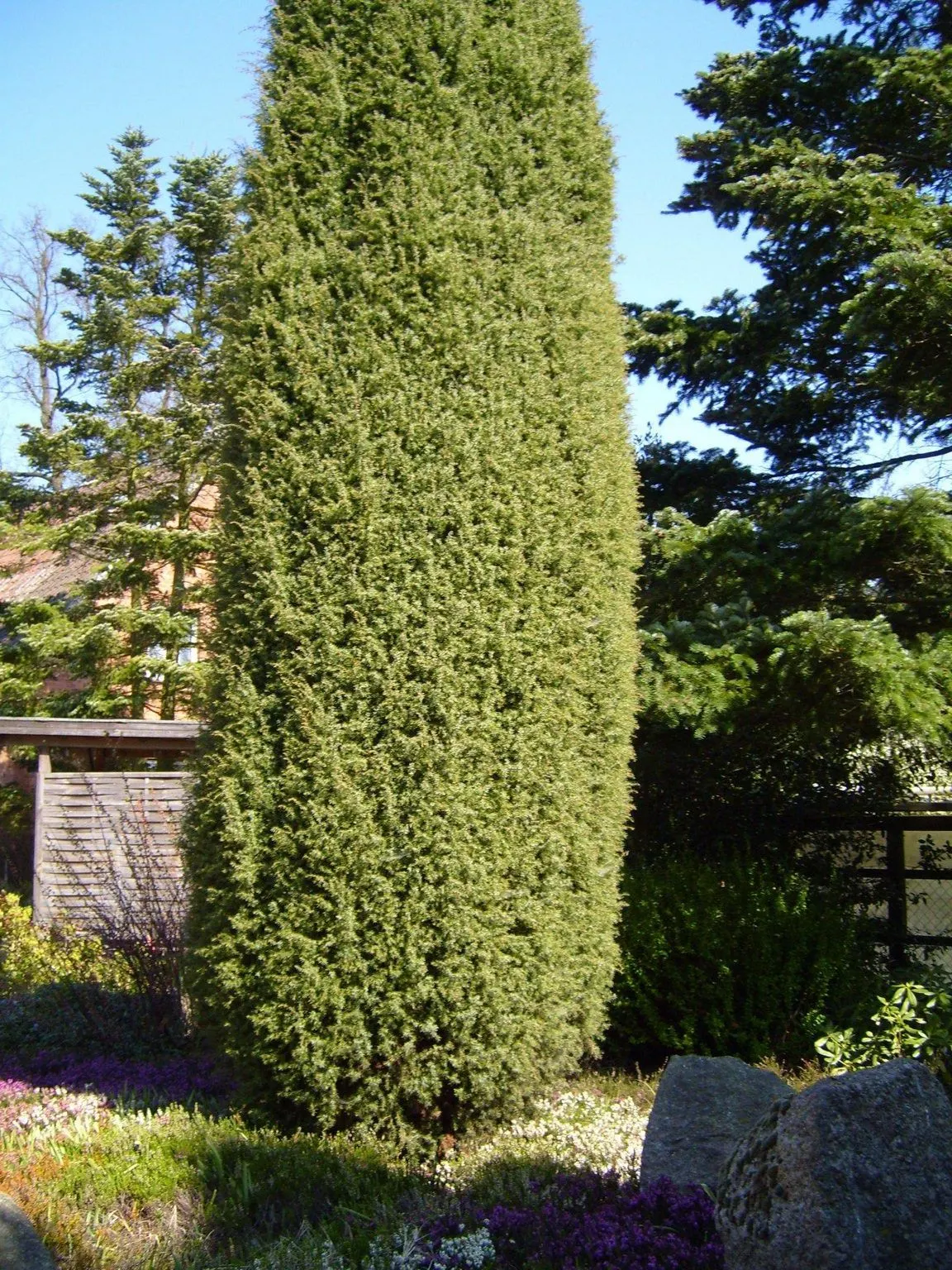 Common Juniper (Juniperus Communis) — which start out as a green color and mature to a deep; blue-black berries add year-round interest, ideal for hedges or