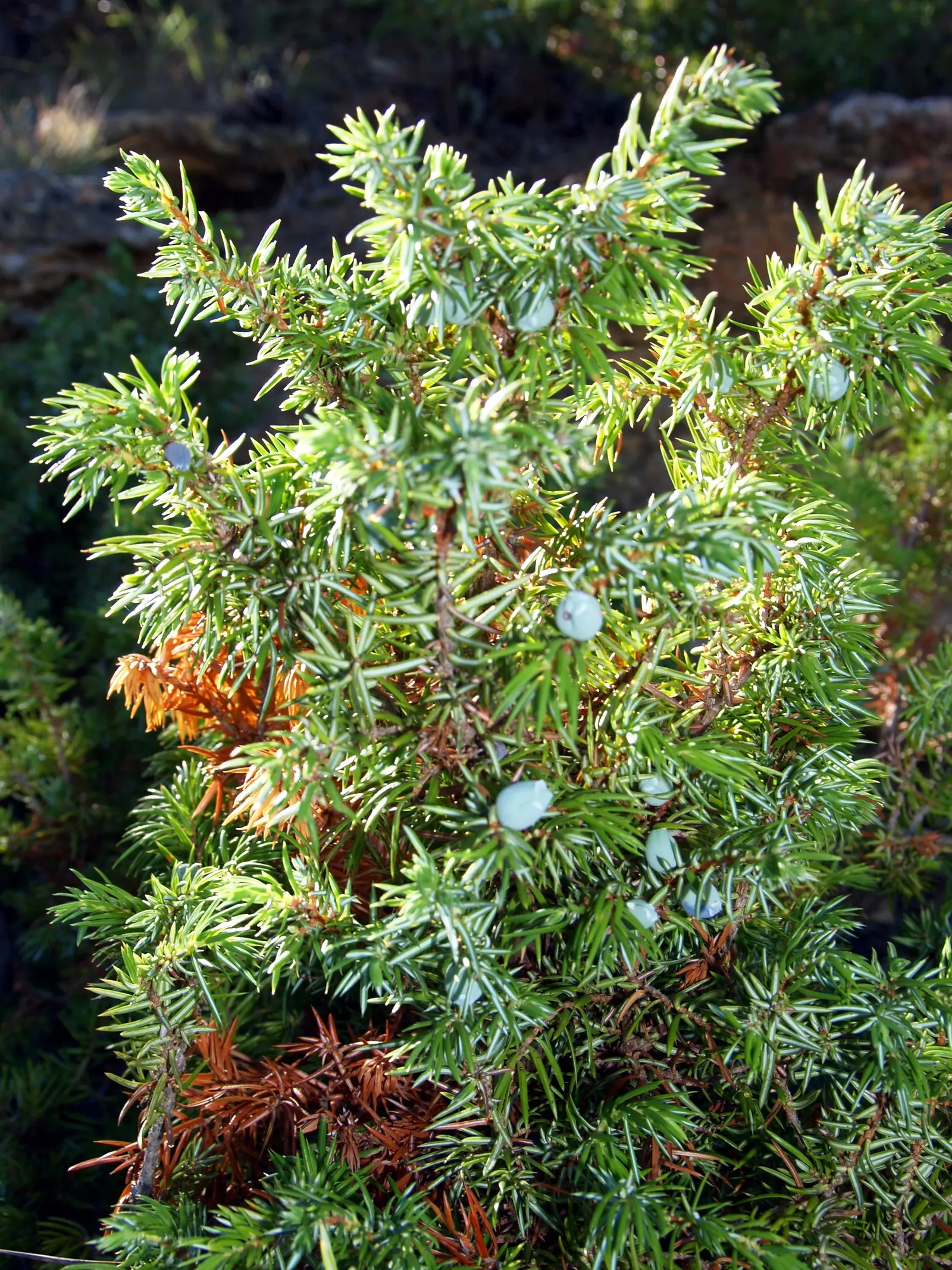 Common Juniper (Juniperus Communis) — Blue-black berries add year-round interest, ideal for hedges or accent planting; needle-like foliage on stiff, image 51