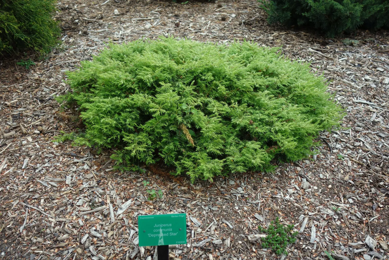 Common Juniper (Juniperus Communis) — needle-like foliage on stiff branches
