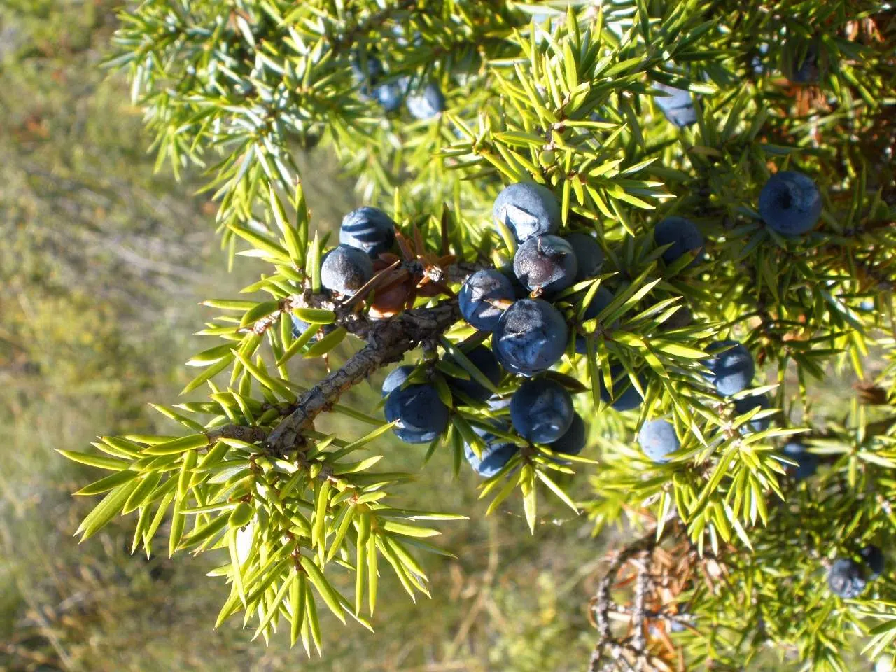 Common Juniper (Juniperus Communis) — This versatile species is characterized by its needle-like leaves; is a coniferous evergreen exhibiting dense, image 54