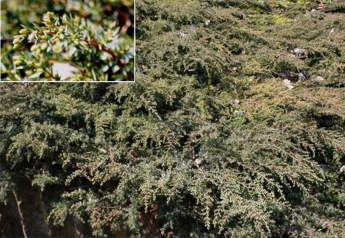 Common Juniper (Juniperus Communis) — Its adaptability allows it to prosper in full sun to partial shade environments; and is tolerant of various, image 61
