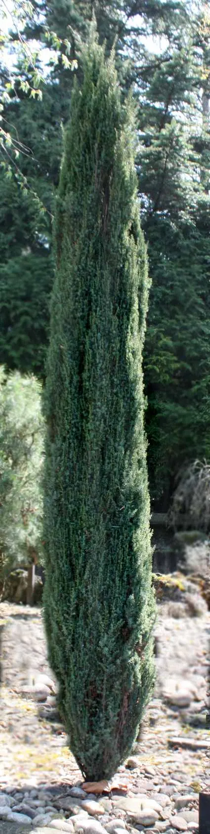 Common Juniper (Juniperus Communis) — is an evergreen conifer that adds both visual appeal and functionality to diverse landscape designs; this resilient plant