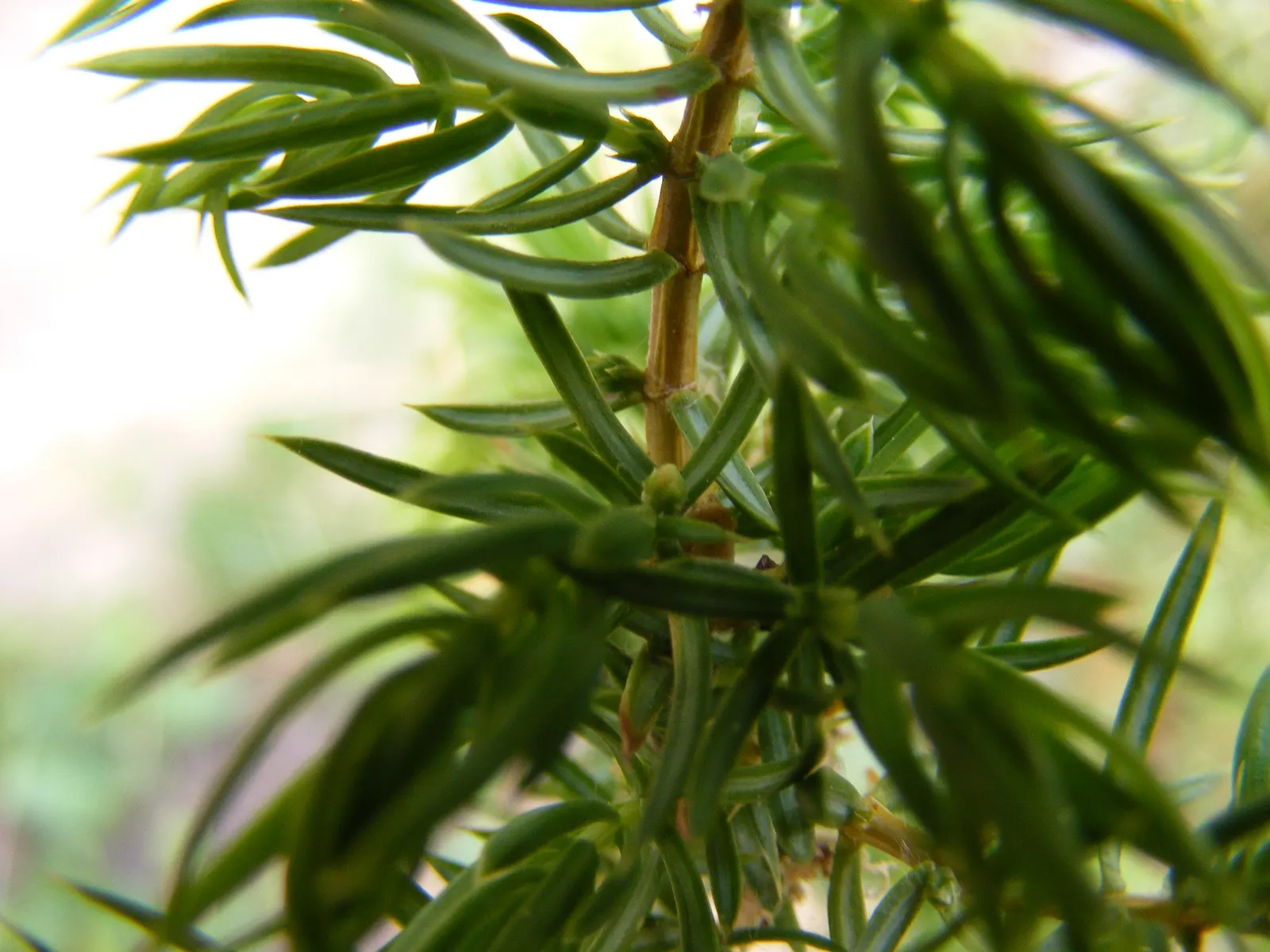 Common Juniper (Juniperus Communis) — is a coniferous evergreen exhibiting dense