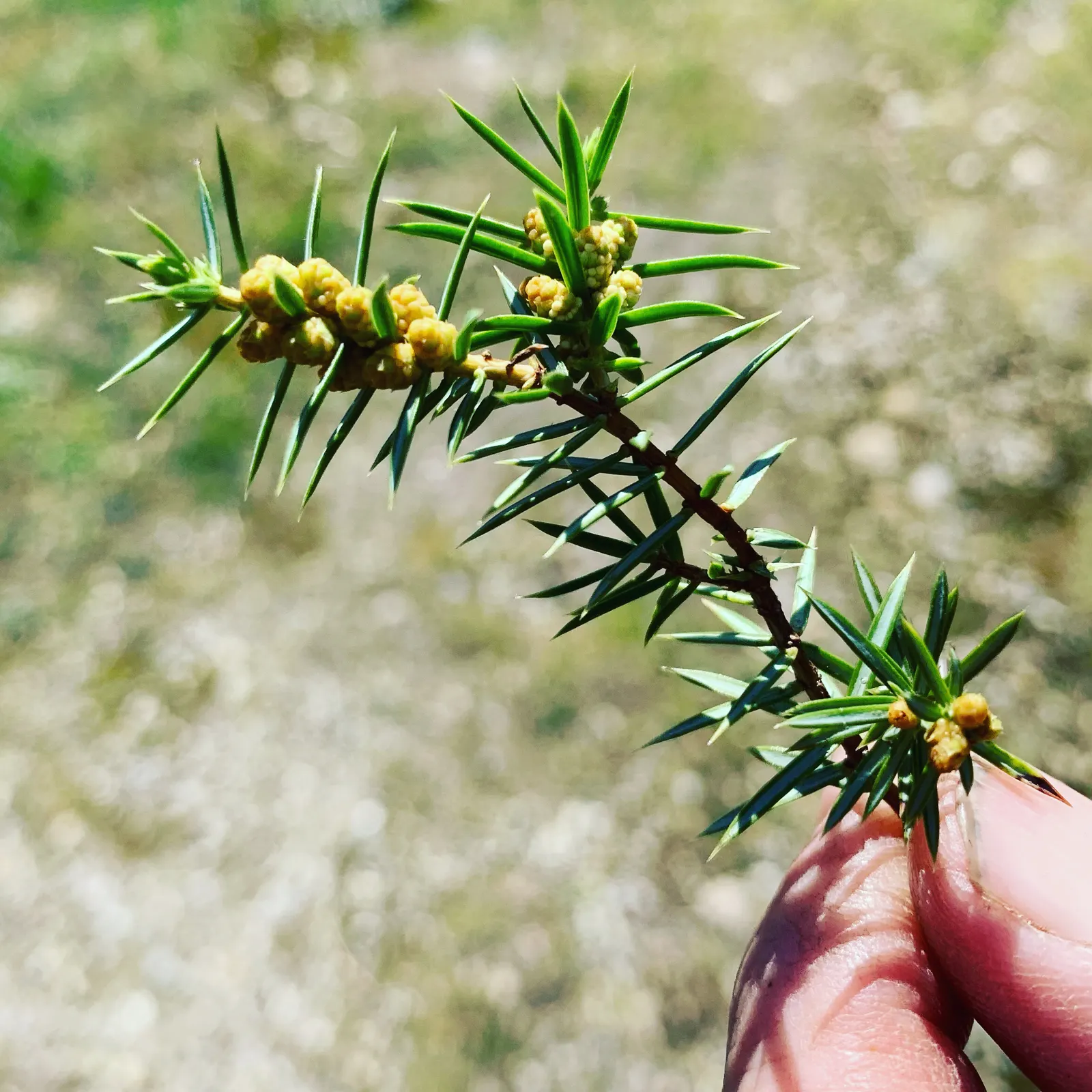 Common Juniper (Juniperus Communis) — which start out as a green color and mature to a deep; blue-black berries add year-round interest, ideal for, image 58