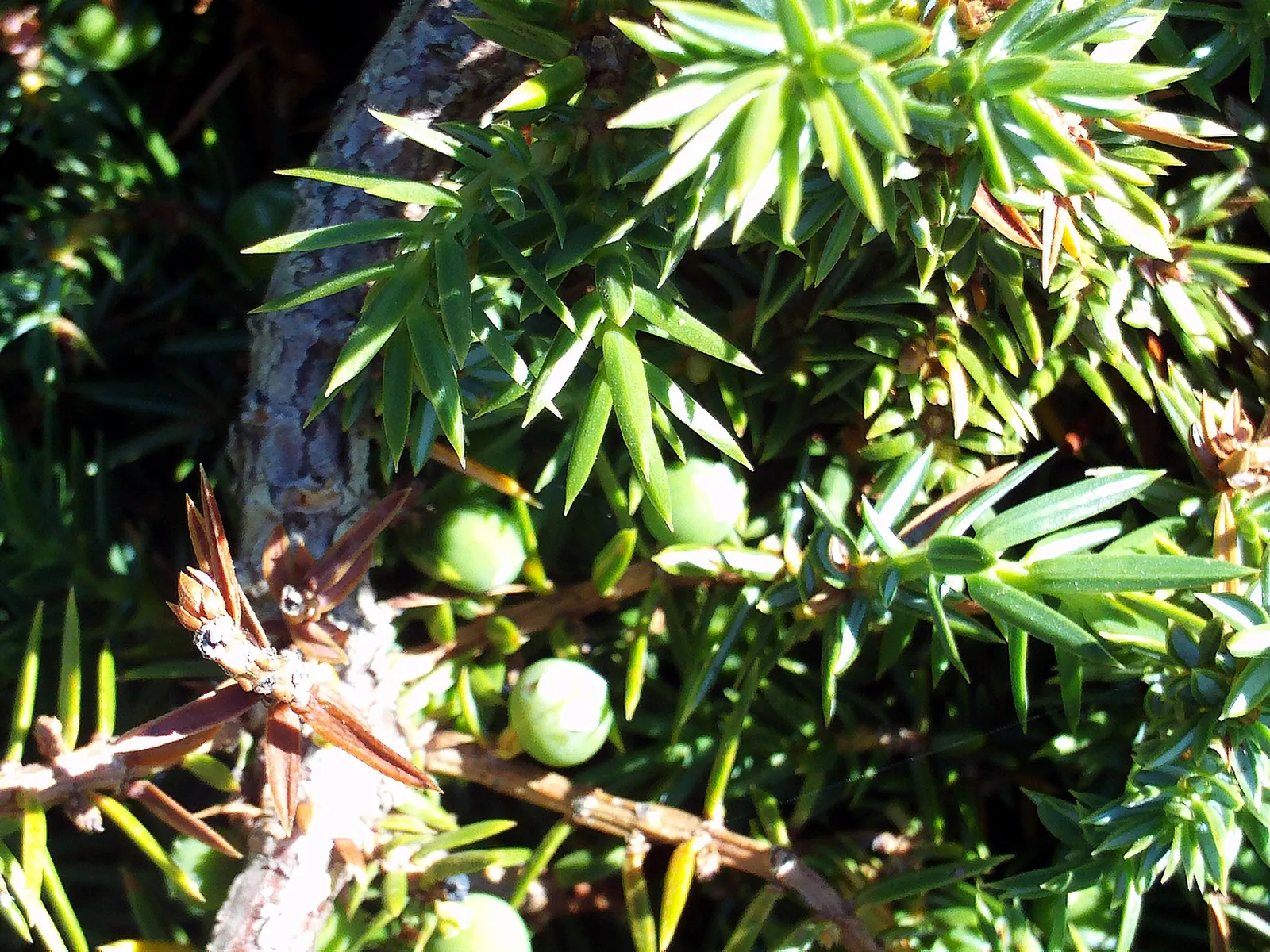 Common Juniper (Juniperus Communis) — It thrives in USDA zones 2-6; mature specimens reach up to 15 ft in height with a 10 ft spread, growing in a conical form