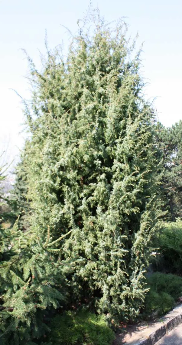 Common Juniper (Juniperus Communis) — often referred to as juniper berries; conifer / shrub for full