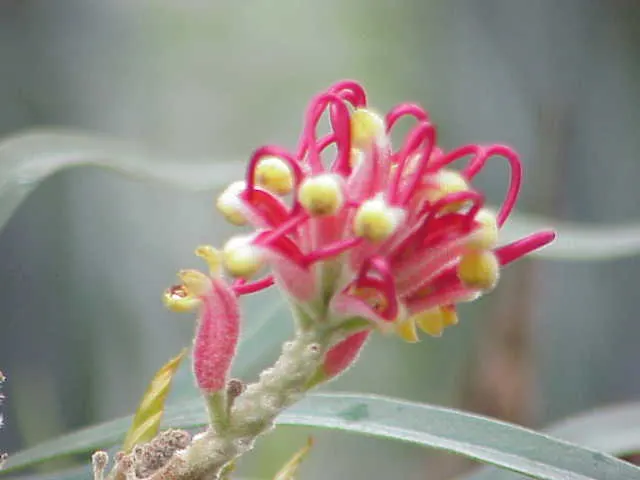 Red Silky Oak (Grevillea Banksii) — typically reaching an ultimate height of about 15 feet with a spread of up to 10 feet