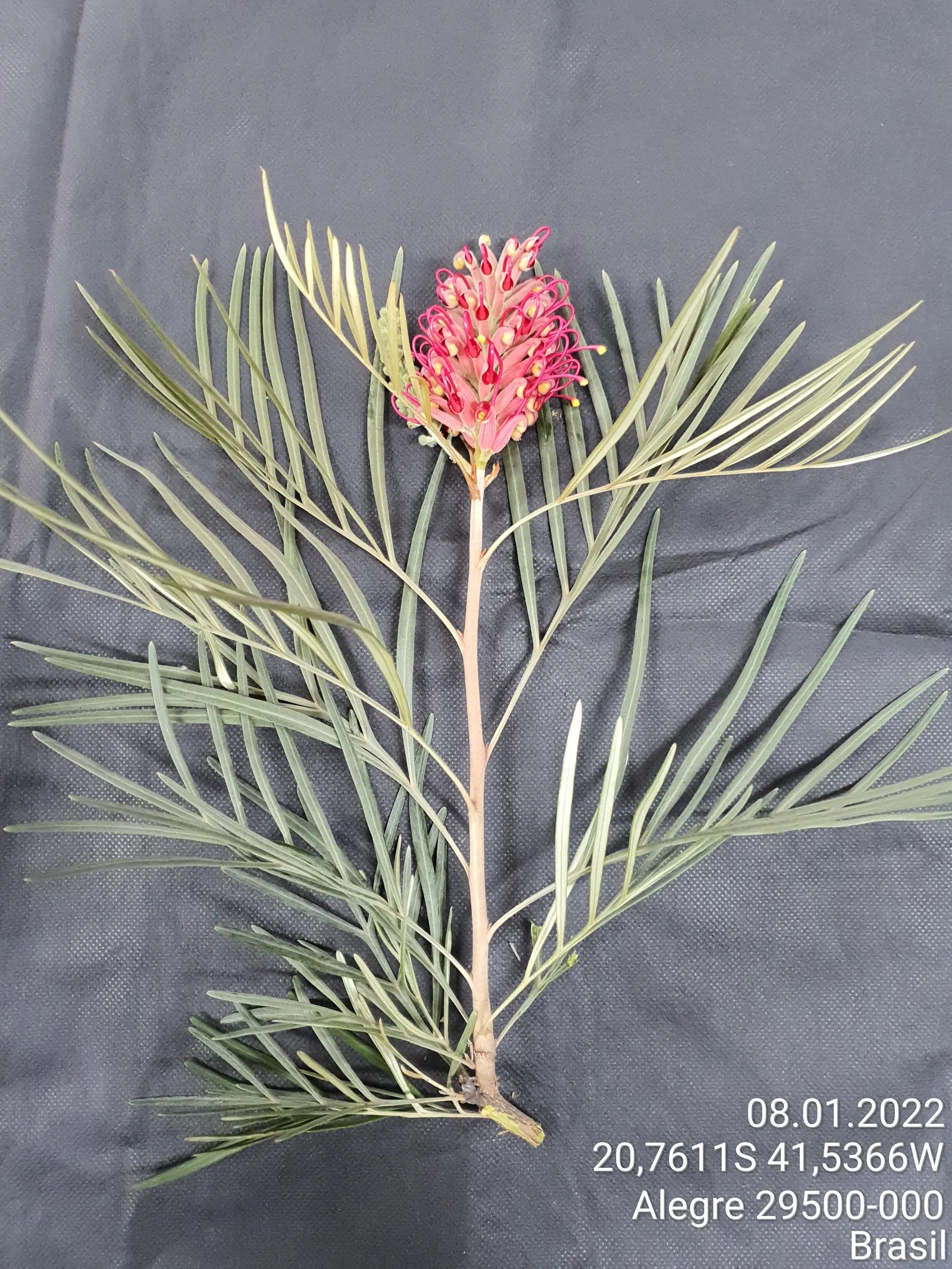 Red Silky Oak (Grevillea Banksii) — enhancing the shrub's appeal.<br><br>When planting the Crimson Cone Flower