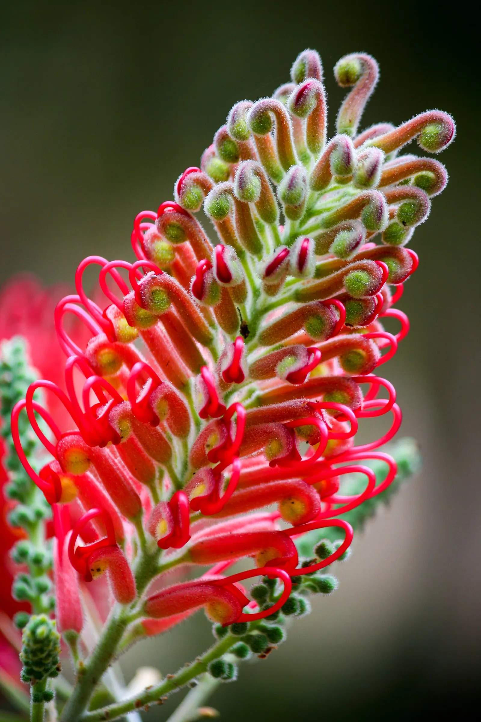 Red Silky Oak (Grevillea Banksii) — with peak bloom in spring